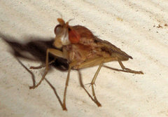 Trypetoptera canadensis