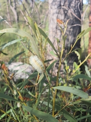 Acacia calyculata