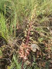Grevillea dryandri