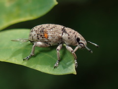 Colecerus marmoratus