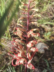 Grevillea dryandri
