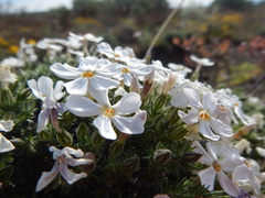Phlox caespitosa