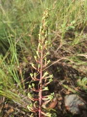 Grevillea dryandri
