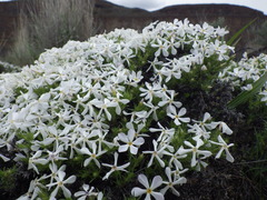 Phlox caespitosa