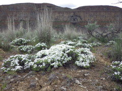 Phlox caespitosa