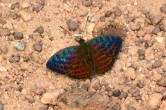 Bebearia tentyris