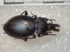 Carabus graecus trojanus