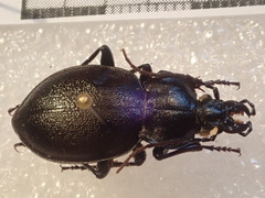 Carabus graecus trojanus