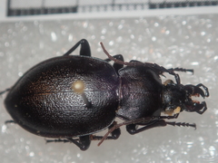 Carabus graecus trojanus