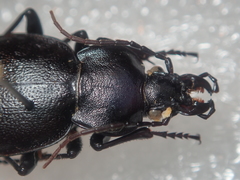 Carabus graecus trojanus