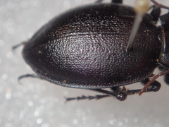 Carabus graecus trojanus