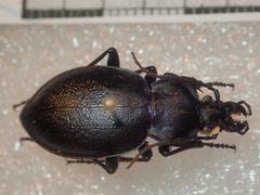 Carabus graecus trojanus