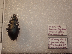 Carabus graecus trojanus