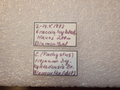 Carabus graecus trojanus