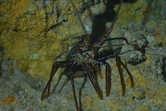 Panulirus longipes bispinosus