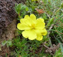 Hibbertia stricta