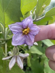 Solanum melongena
