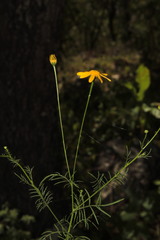 Adenophyllum anomalum