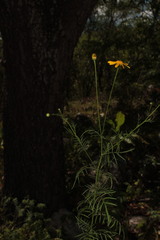 Adenophyllum anomalum