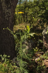 Adenophyllum anomalum