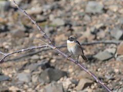 Saxicola dacotiae