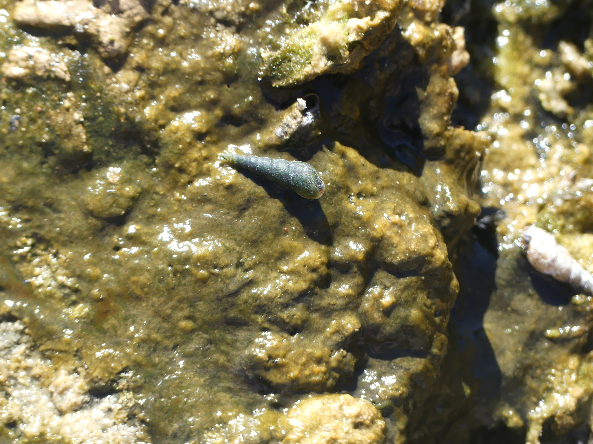 Melanoides tuberculata