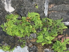 Pityrogramma chrysophylla gabrielae