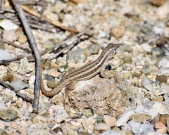 Leiocephalus raviceps uzzelli