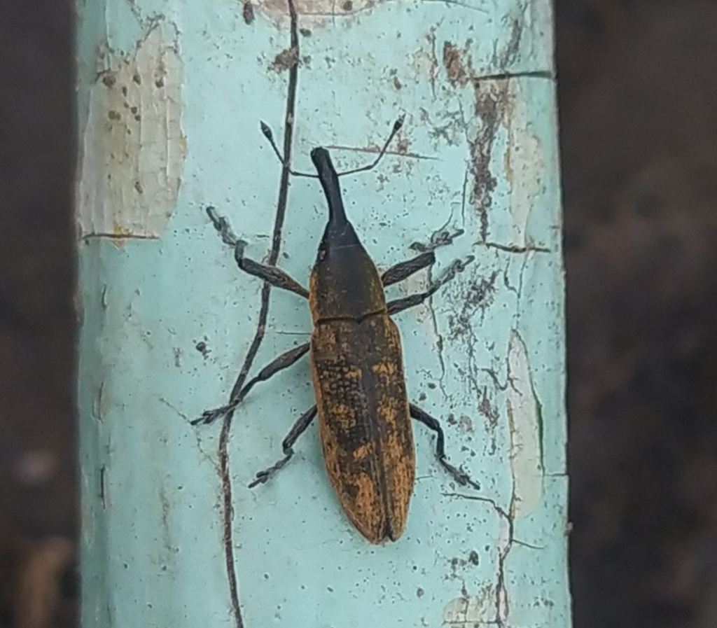 Lixus fasciculatus