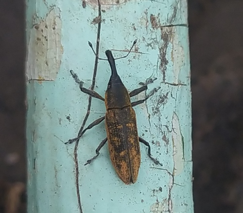 Lixus fasciculatus