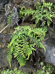 Pityrogramma chrysophylla gabrielae