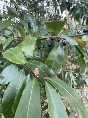 Prunus caroliniana