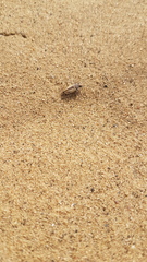 Cicindela limbata