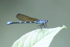 Argia adamsi