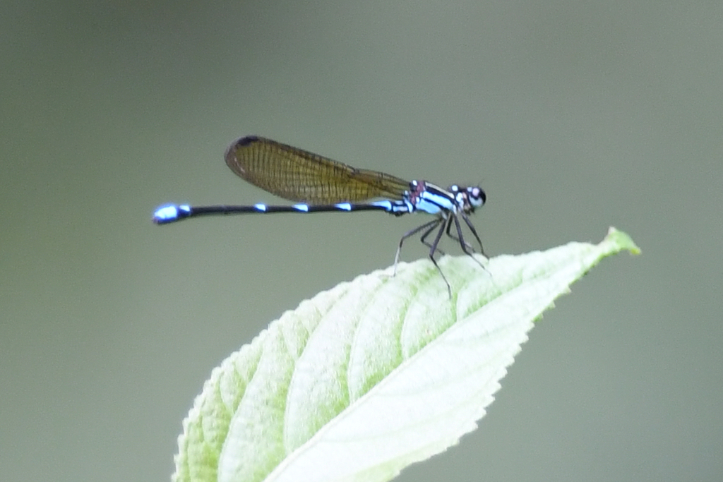 Argia adamsi