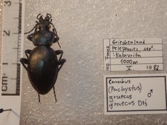 Carabus graecus