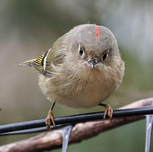 Ruby-crowned Kinglet photographed in Hawaii