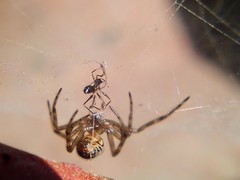 Steatoda nobilis
