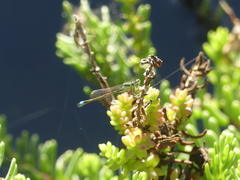 Ischnura saharensis
