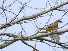 Pitangus sulphuratus