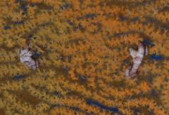 Villogorgia citrina