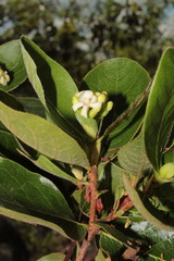 Glossostipula blepharophylla