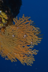 Villogorgia citrina