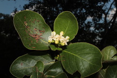 Glossostipula blepharophylla