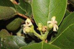 Glossostipula blepharophylla