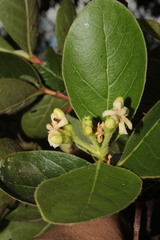 Glossostipula blepharophylla