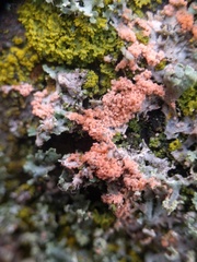 Erythricium aurantiacum