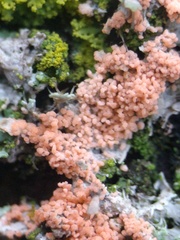 Erythricium aurantiacum