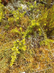 Podocarpus laetus × Podocarpus nivalis