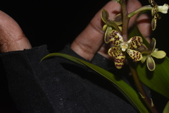 Prosthechea crassilabia